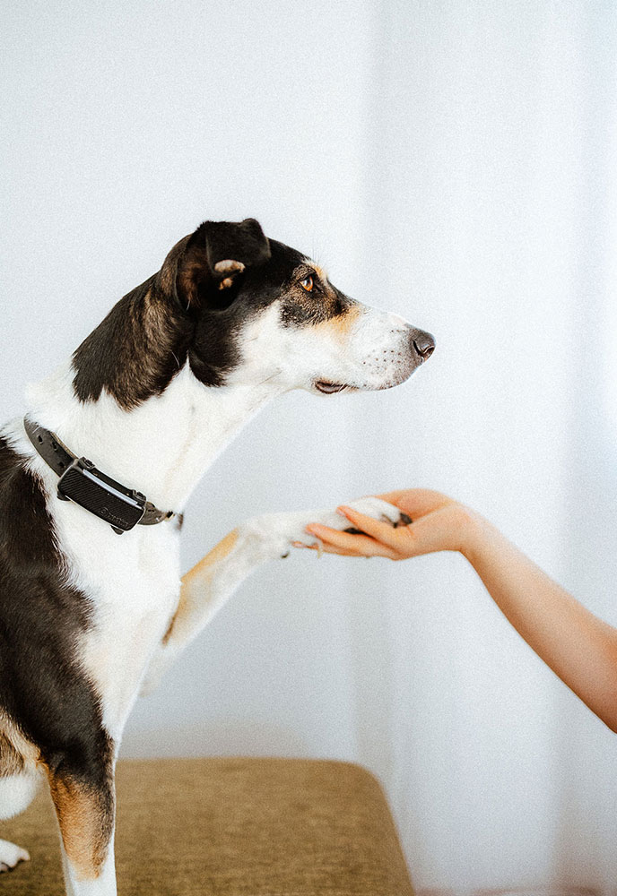 Paula Neeb mit Karla Paula und ihre Hündin Karla verbinden sich über Hand und Pfote